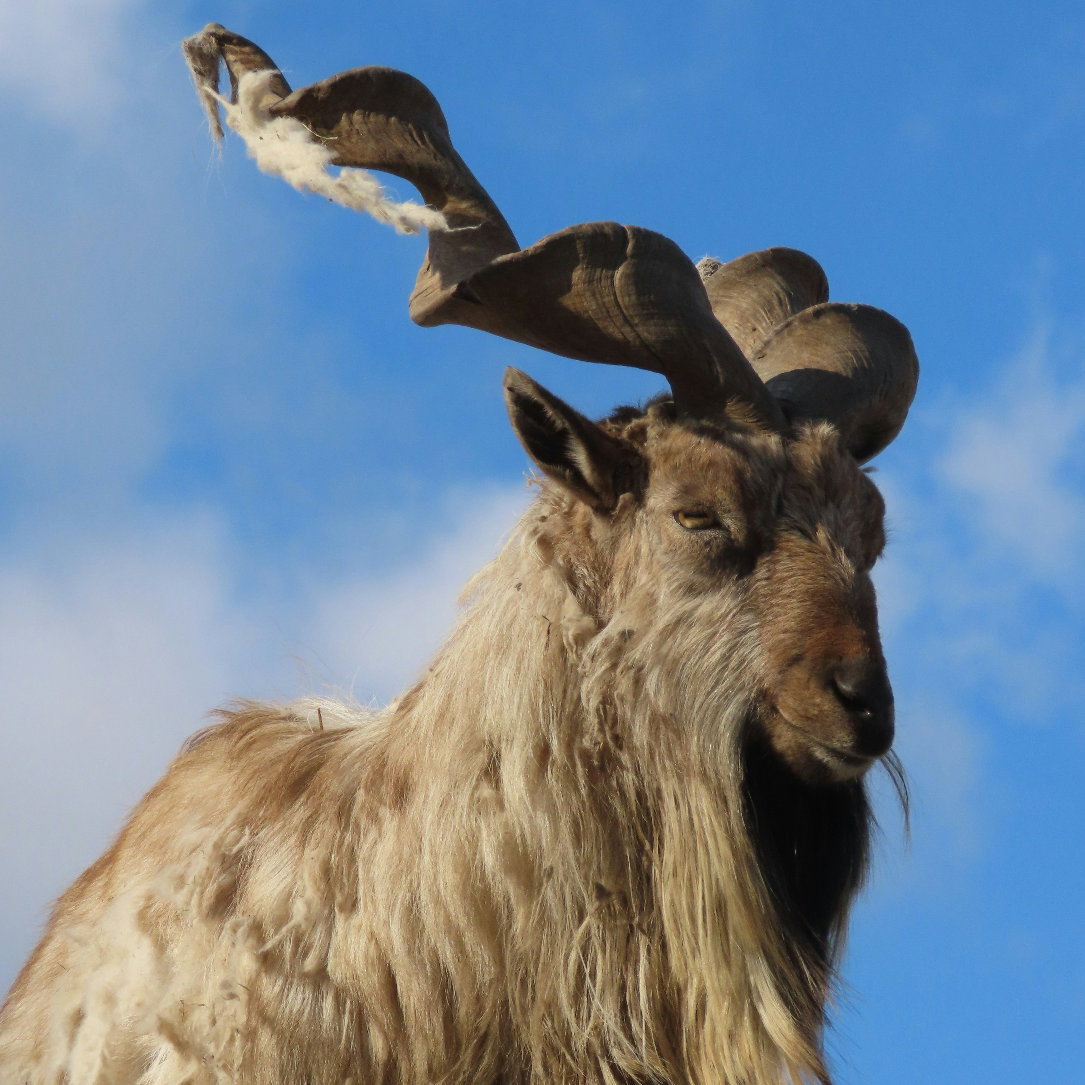 Markhor.jpg